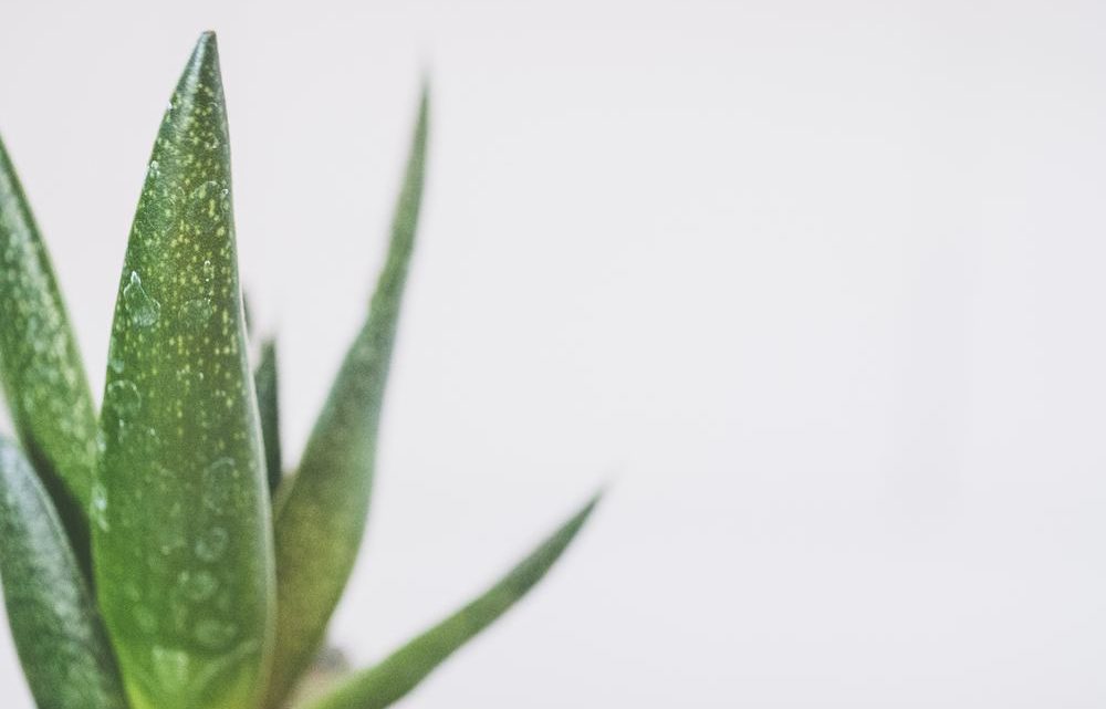 Den magiske helende plante Aloe vera Den magiske helende plante Aloe vera
